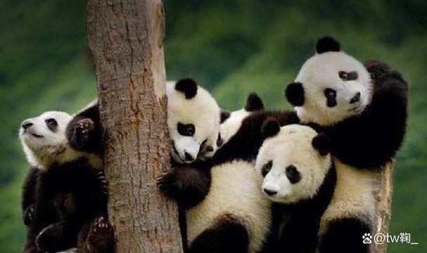 大熊猫为什么被视为中国的国宝,大熊猫为什么被视为中国的国宝? 答案,大熊猫为什么被视为中国的国宝？