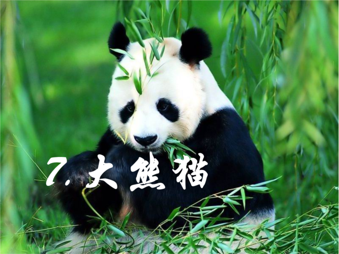 大熊猫的外形,大熊猫的外形特征描写,大熊猫的外形特点？