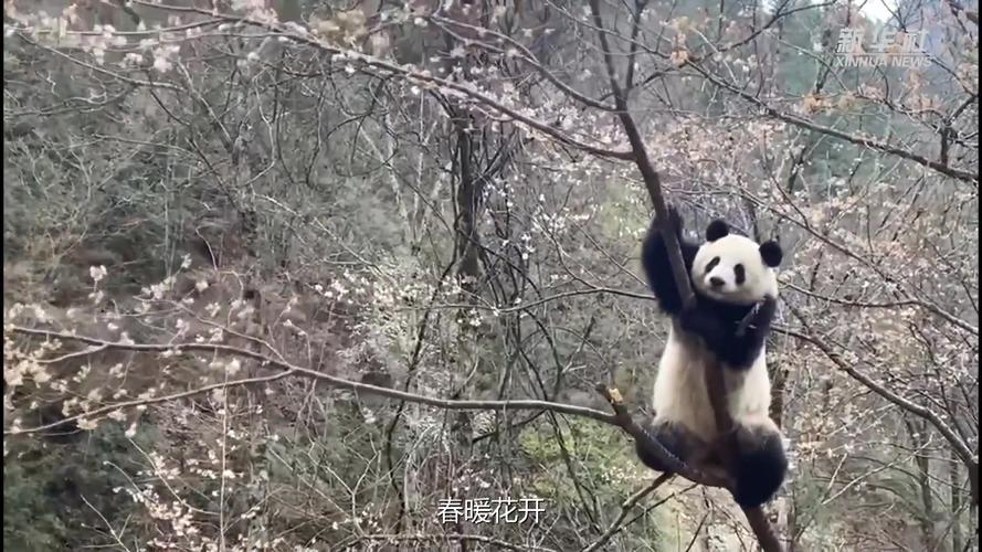 大熊猫视频,大熊猫视频搞笑视频爬树,大熊猫有攻击性吗？