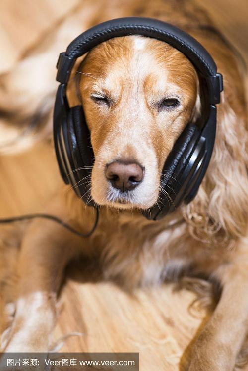 狗狗喜欢的音乐,狗狗喜欢的音乐排行榜,动物爱听什么歌曲？