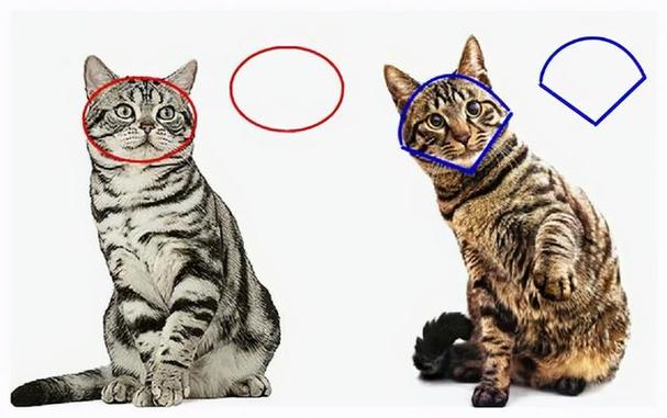 欧洲短毛猫,欧洲短毛猫和狸花猫的区别,猫的品种英国短毛？