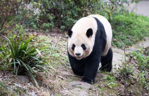 大熊猫寿命,大熊猫寿命有多长时间,大熊猫的寿命一般是多久？