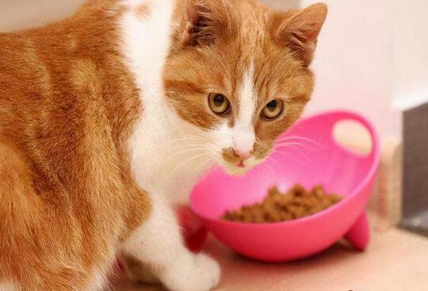 幼猫吃多少,幼猫吃多少猫粮合适,幼猫吃得少怎么办？