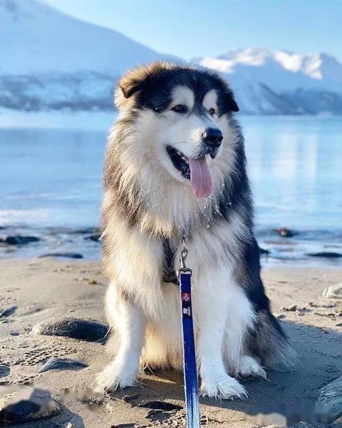 阿拉斯加名字霸气独特,阿拉斯加名字霸气独特公的,阿拉斯加雪橇犬取什么名字好？