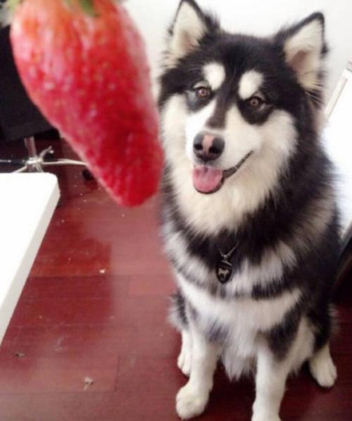 阿拉斯加可以吃草莓吗,阿拉斯加可以吃草莓吗?,阿拉斯加能吃什么水果？