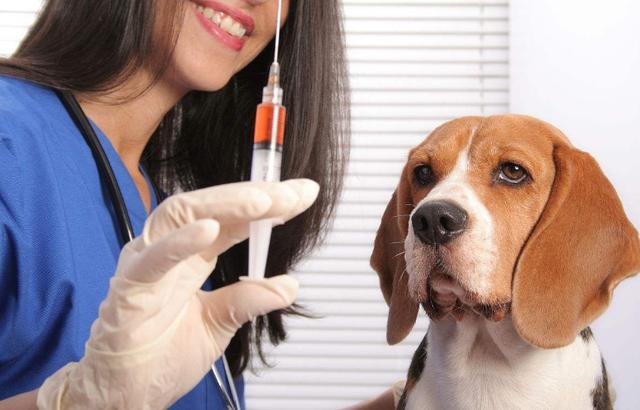 给狗打疫苗多少钱,给狗打疫苗多少钱一针合适,小狗打疫苗一般花多少钱？