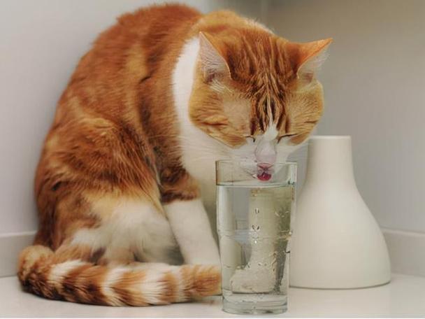 猫每天喝多少水,猫每天喝多少水正常,猫咪一天喝多少水算正常？