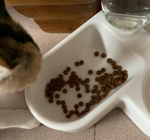 猫一个月吃多少斤猫粮,成年猫一个月吃多少斤猫粮,猫咪一个月吃多少猫粮？