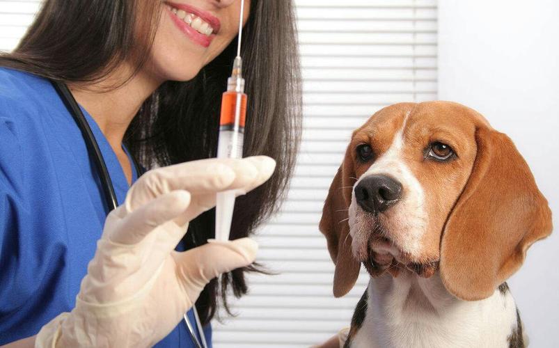 给狗狗打疫苗多少钱,给狗狗打疫苗多少钱一针,狗狗打疫苗，普通的就行，多少钱？要打几针？