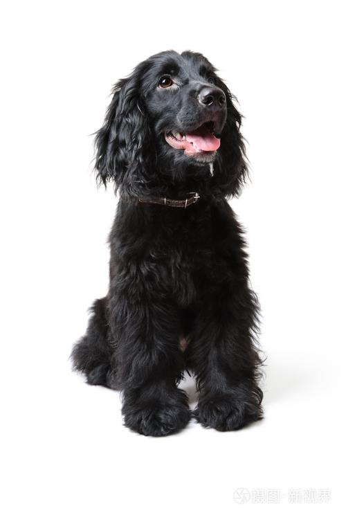 美国可卡犬多少钱一只,美国可卡犬多少钱一只黄色,黑色的可卡犬能卖多少钱？