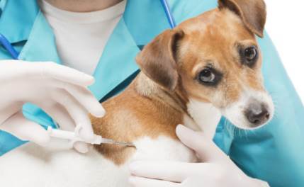 狗狗打完疫苗拉肚子,狗狗打完疫苗拉肚子正常吗,狗狗打完疫苗拉稀了怎么办？