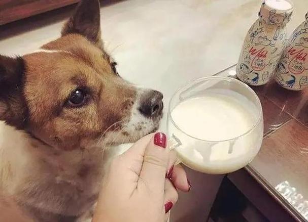 狗狗能喝酸奶,狗狗能喝酸奶不,狗狗为什么那么喜欢喝酸奶？