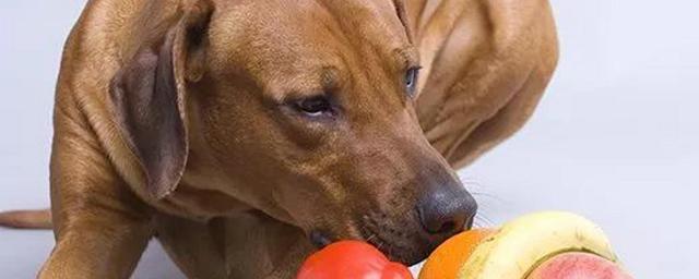 狗狗什么水果不能吃,狗狗什么水果不能吃什么,哪些蔬菜坚决不能给狗狗吃？