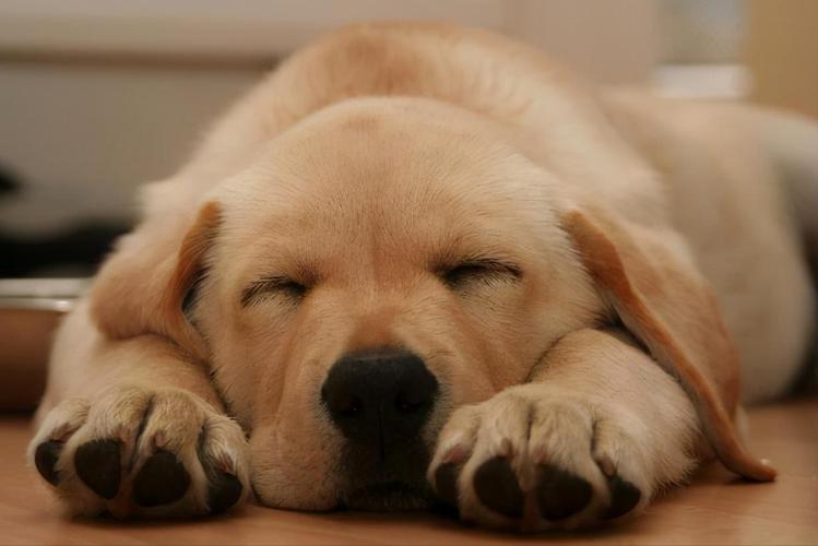 狗狗为什么老睡觉,狗狗为什么老睡觉没有精神不理人,狗狗冬天为什么老爱睡觉？