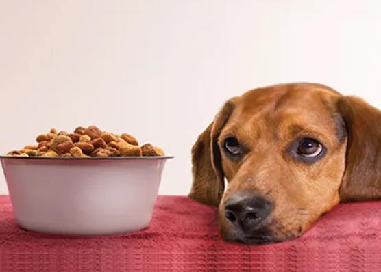 狗狗为什么挑食,狗狗为什么挑食不吃狗粮,狗狗挑食怎么纠正？