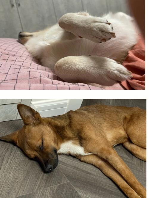 狗狗的睡姿,狗狗的睡姿代表什么,动物都有哪些有趣的睡姿？