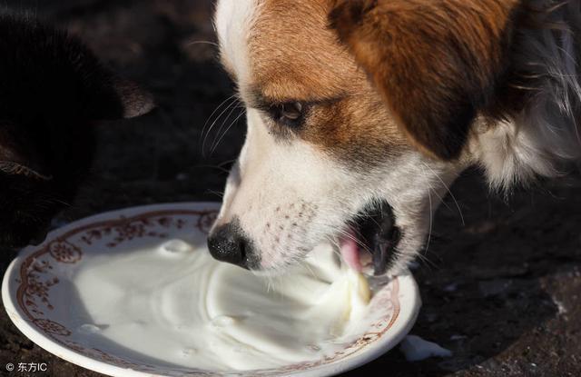 狗狗可以喝羊奶吗,两个月的狗狗可以喝羊奶吗,狗狗可以喝牛奶吗？