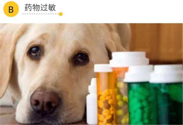 狗狗会过敏吗,小孩对狗狗会过敏吗,狗狗过敏了？能给它吃人类的过敏药吗？