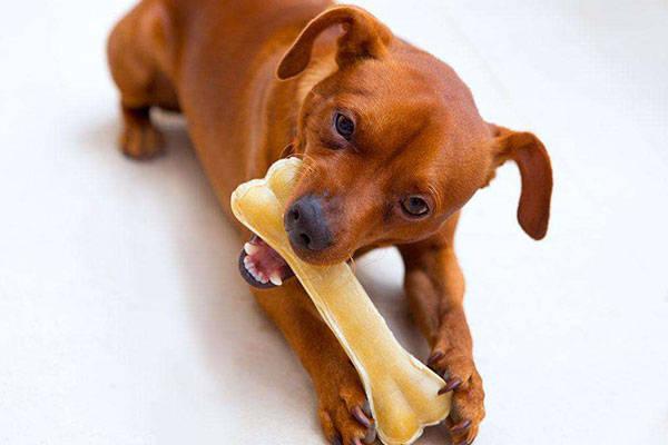 狗狗可以吃骨头吗,三个月狗狗可以吃骨头吗,幼犬能吃骨头吗？
