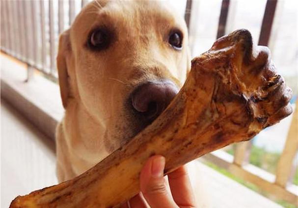 狗狗可以吃骨头吗,三个月狗狗可以吃骨头吗,狗狗误食骨头了？