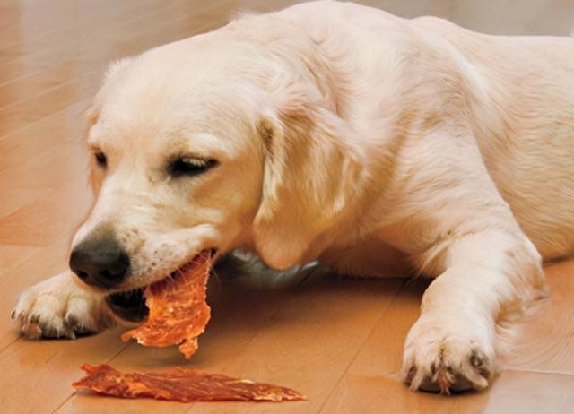 狗狗能吃鸡肉吗,狗狗能吃鸡肉吗熟的,鸡肉狗狗吃后有啥好处？