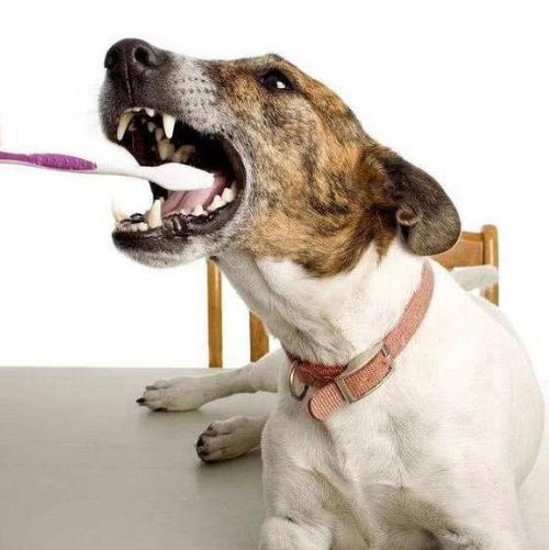 狗狗身上臭,狗狗身上臭味如何消除,狗身上为什么有腥味，该怎样去除？