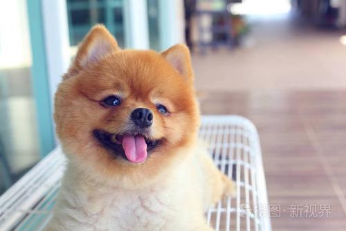 狗狗微笑图片,狗狗微笑图片高清,网上图片经常见到的抿嘴笑的白色的小狗是什么犬？