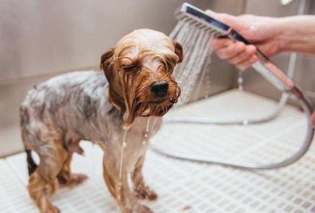 狗狗不洗澡怎么办,狗狗不洗澡怎么办有什么方法让狗狗去洗澡了视频,狗狗不去厕所大小便怎么办？