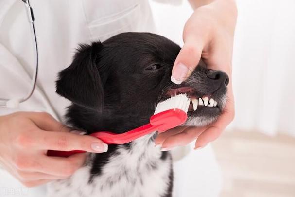 狗狗磨牙期,狗狗磨牙期是在几个月,小狗的磨牙期是多长时间啊？