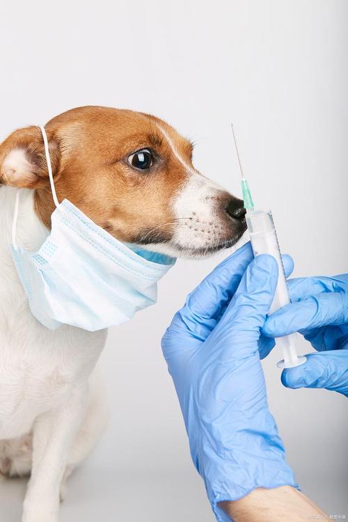 狗狗要打疫苗吗,狗狗要打疫苗吗?,狗狗不打疫苗会怎么样？