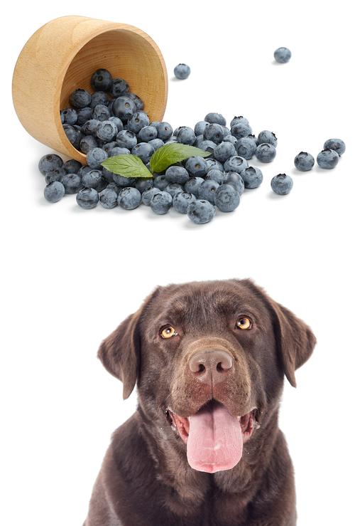 狗狗吃蓝莓,狗狗吃蓝莓的好处,幼犬可以吃蓝莓吗？