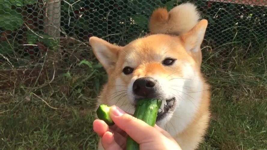 狗狗吃黄瓜,狗狗吃黄瓜有什么好处,小狗能吃黄瓜吗？
