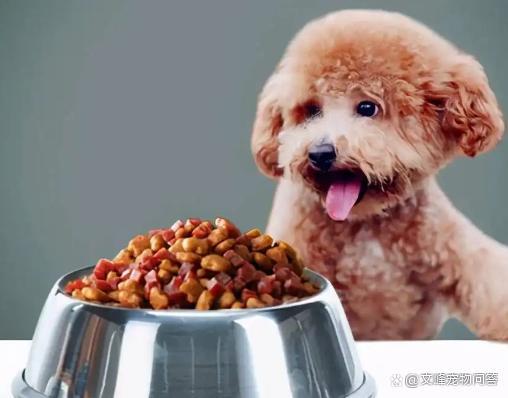 狗狗能吃的食物,狗狗能吃的食物清单图片,泰迪能吃饭吗？