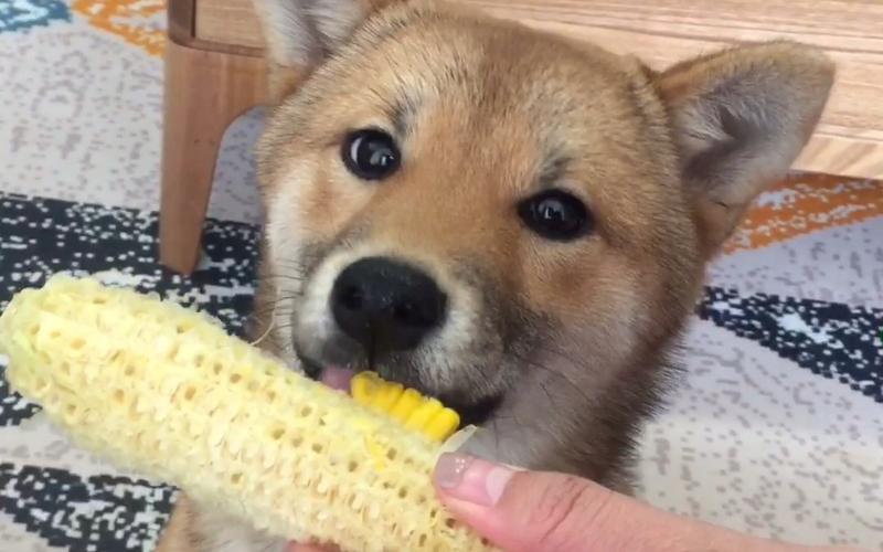 狗狗可以吃玉米,狗狗可以吃玉米粒吗,小狗能啃玉米棒子吗？