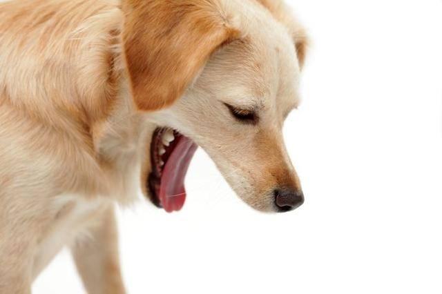 狗狗呕吐不吃东西,狗狗呕吐不吃东西是什么原因,狗狗呕吐，但不腹泻，也不吃东西，怎么办？