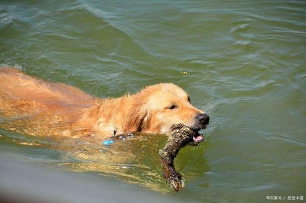狗狗可以吃鱼吗,狗狗可以吃鱼吗鱼刺能卡住他吗,狗能吃鱼吗？
