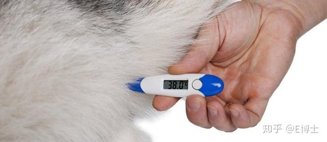 怎么测狗狗体温,怎么测狗狗体温多少度算发烧,狗狗怎么测体温啊，要测到哪里？