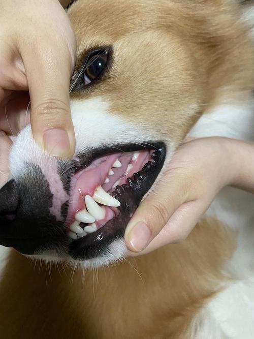 狗狗牙齿怎么清洁,狗狗牙齿怎么清洁干净,狗狗牙齿发黄怎么办？
