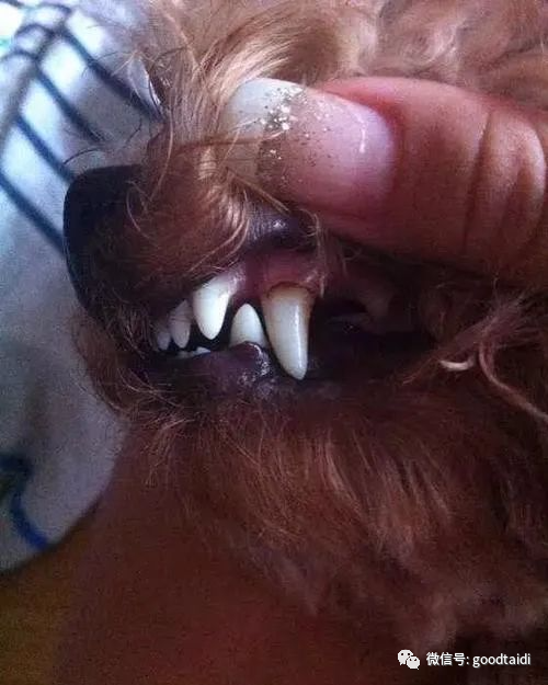 狗狗什么时候换毛,狗狗什么时候换毛期,狗狗多大开始换牙和换毛啊？