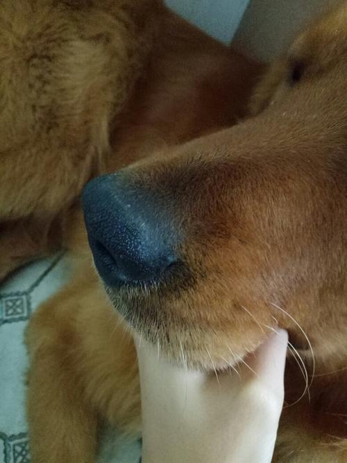 狗狗鼻子干干的,狗狗鼻子干干的正常吗,狗狗鼻子干怎么回事？