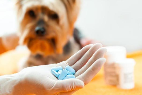 怎么给狗狗吃药,怎么给狗狗吃药片,狗狗用药大全清单？