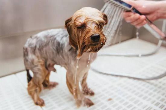 怎么样给狗狗洗澡,怎么样给狗狗洗澡视频教程,怎么给狗狗洗澡？