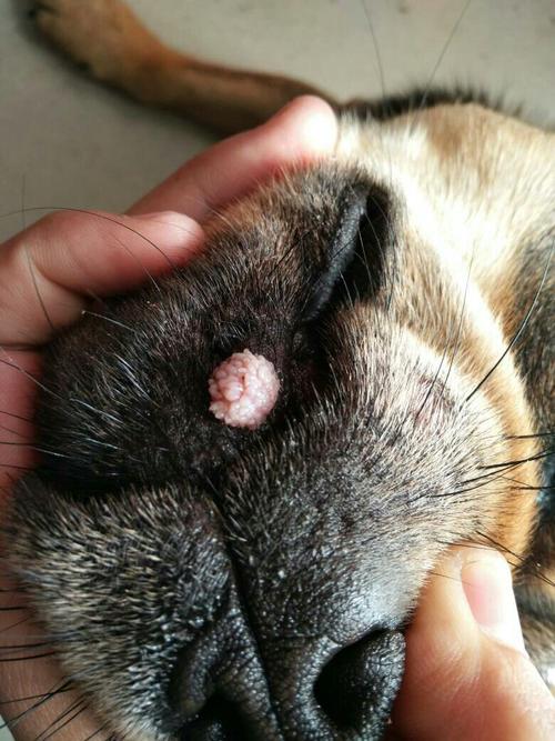狗狗长肿瘤怎么办,狗长肿瘤一般能活多久,狗狗身上长了一个瘤子？