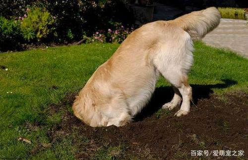 狗狗为什么刨地板,狗狗为什么刨地板砖,为什么狗狗睡醒喜欢刨地?