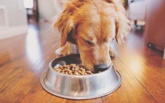 狗狗不吃狗粮怎么回事,狗狗不吃狗粮怎么回事儿,家里的狗狗不爱吃狗粮，是有什么问题么？
