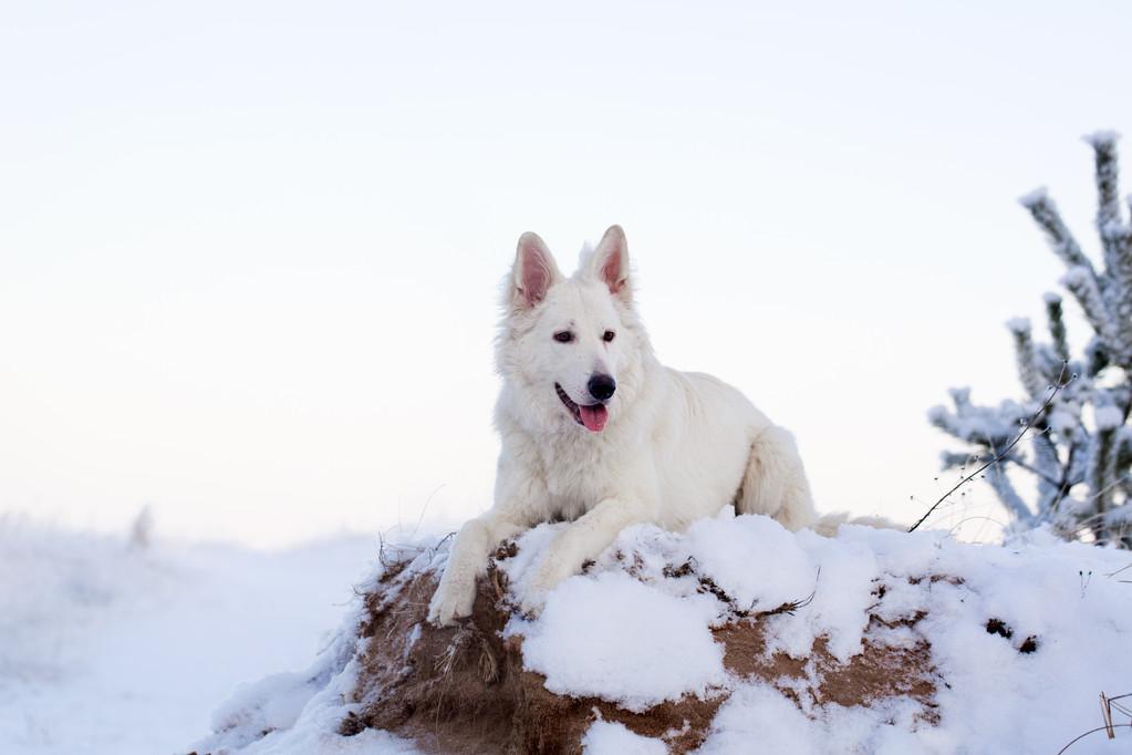 好看的狗狗品种,白色好看的狗狗品种,南极大冒险中,那几只狗分别是什么品种？