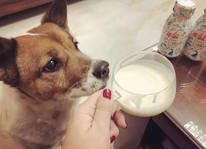 狗狗可以吃酸奶,狗狗可以吃酸奶不,狗狗天天喝酸奶对身体好吗？