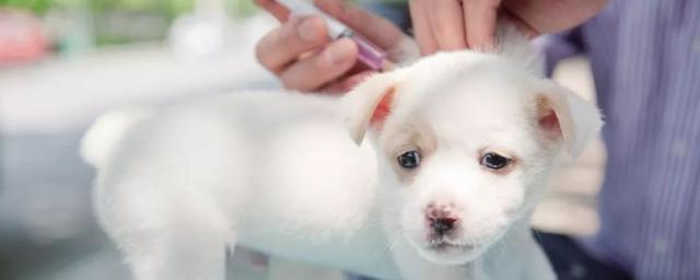 狗狗第一针疫苗,狗狗第一针疫苗什么时候打,给小狗打第一针干嘛的？