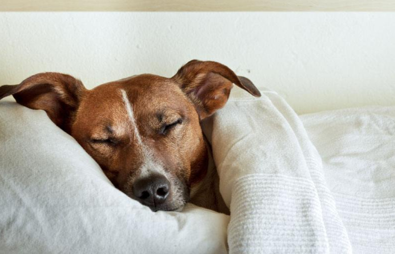 狗狗什么时候睡觉,狗狗什么时候睡觉正常,我家狗狗为什么成天到晚都在睡觉？它真的很累么？