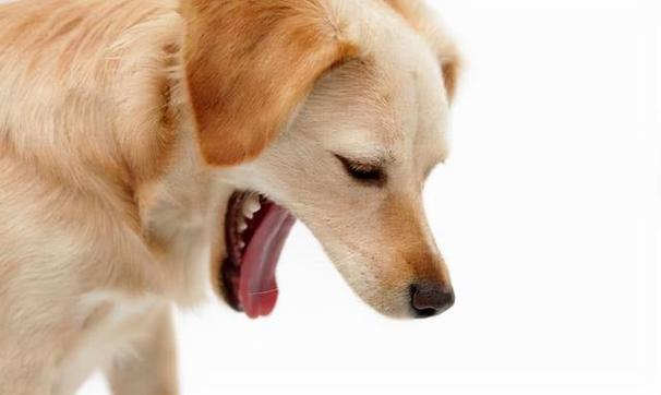 狗狗总是吐怎么回事,狗狗总是吐怎么回事但是很精神,为什么我家的狗狗每个月都会呕吐一次的？